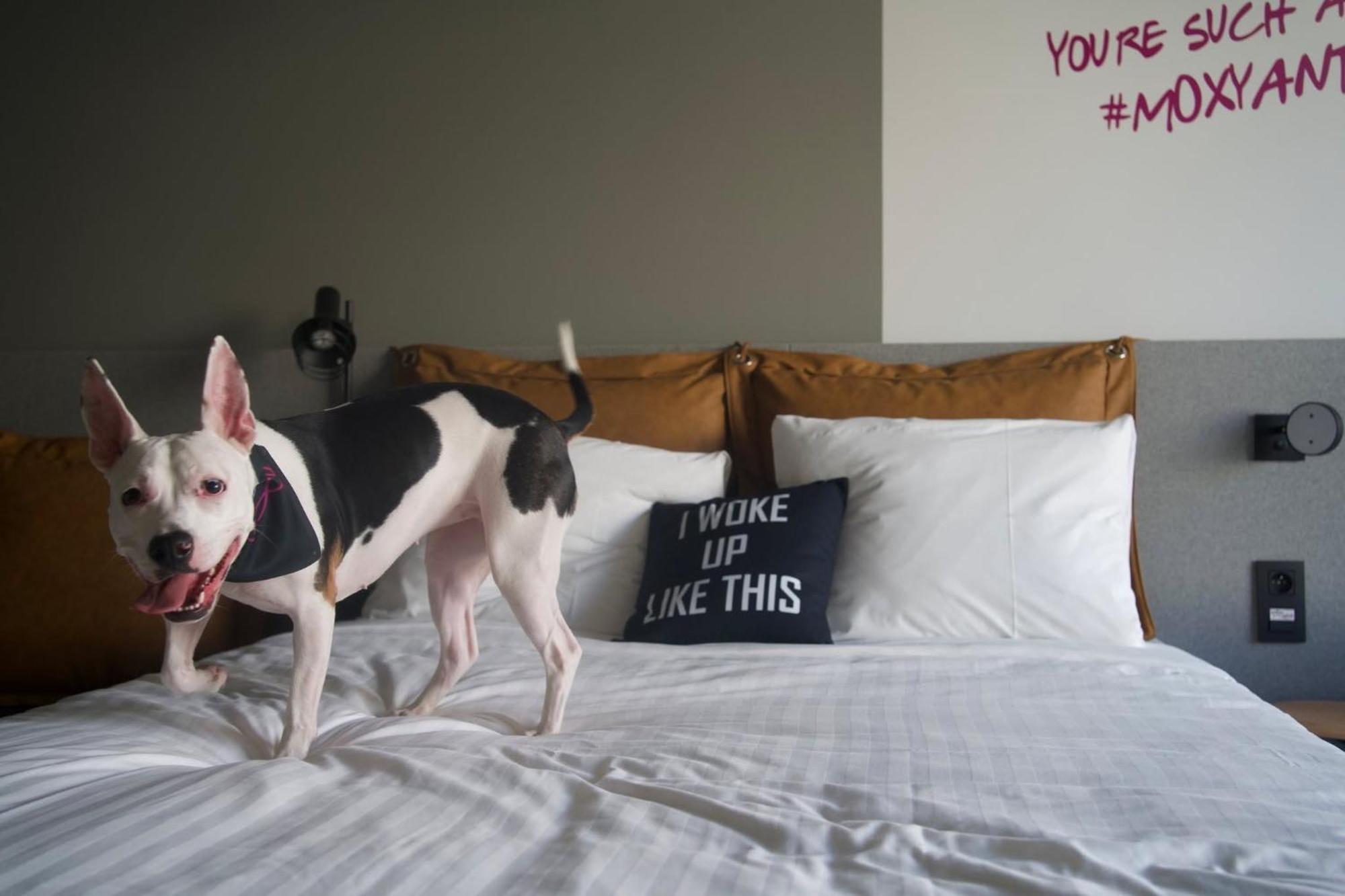 Moxy Antwerp Hotell Eksteriør bilde